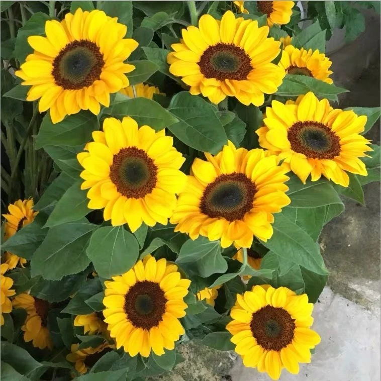 花种子易养活四季开花种子大全满天星向日葵薄荷种子阳台野花组合