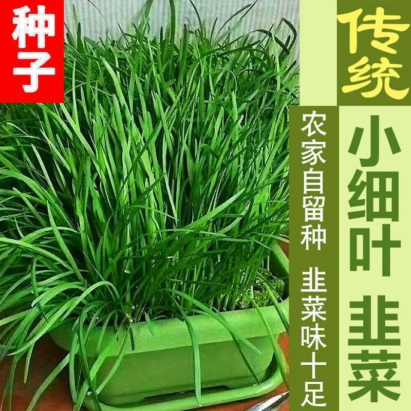 四季韭菜种子/老品种小细叶韭菜种籽浓香阳台盆栽大田留种四季种