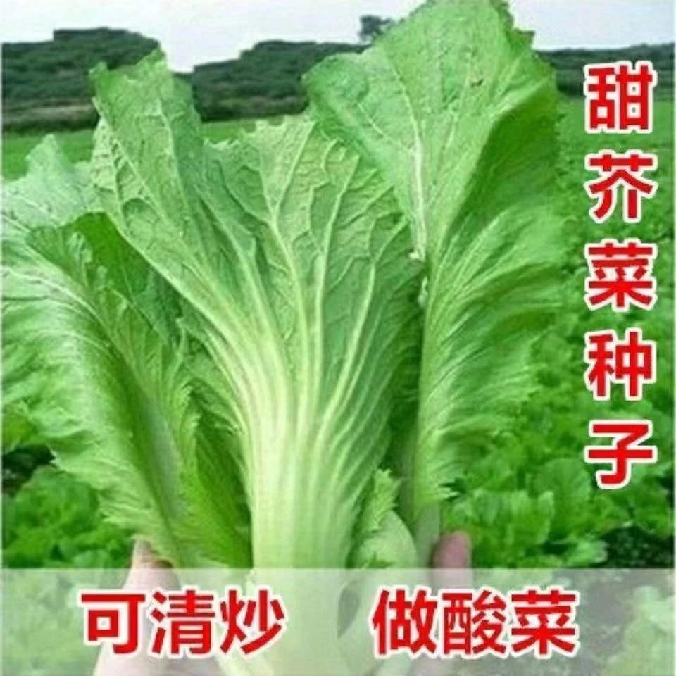 大合甜芥菜种子高产农家做酸菜腌制芥菜种孑春秋四季易播青菜蔬菜
