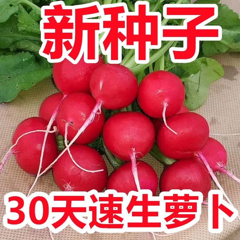 【卖爆了】红宝石樱桃萝卜种子水果萝卜种子阳台四季种植蔬菜籽