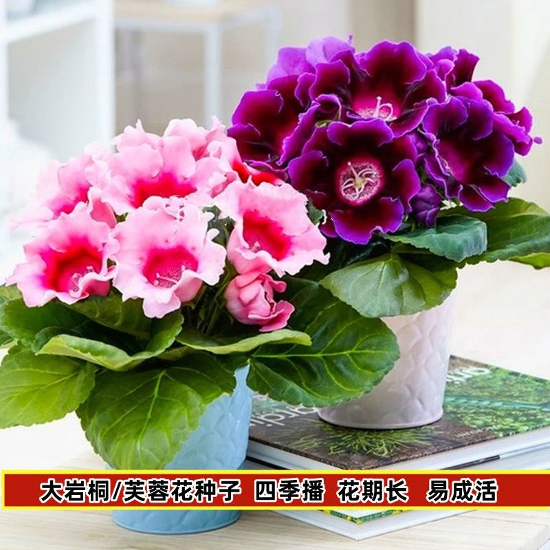 大岩桐花种子重瓣芙蓉花种子四季播种室内外阳台盆栽观赏花草种籽