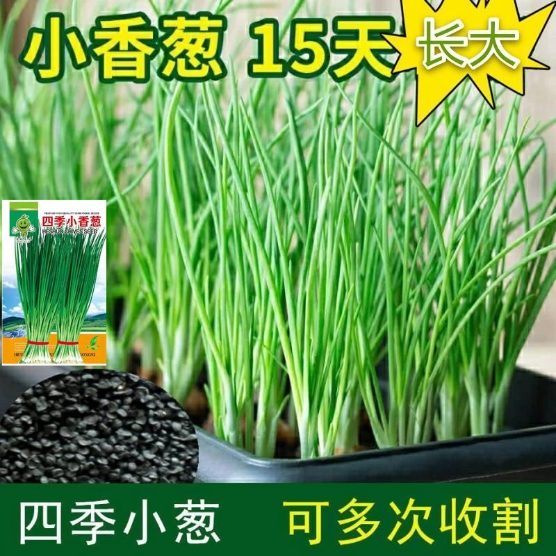 四季可播小葱种子葱籽小香葱小青葱蔬菜种子热卖家庭盆栽室内植物
