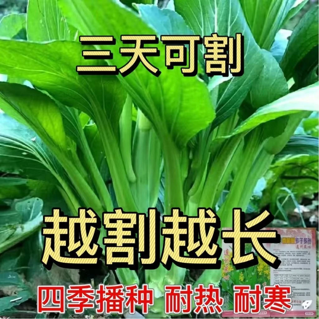 芽菜菜心种子 甜菜蔬菜种子多子多福菜苔广东菜春秋