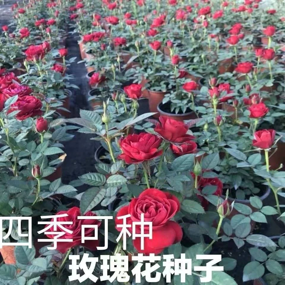 玫瑰花种子原装 黄玫瑰种子红刺玫瑰种 四季播种阳台庭院花卉种子