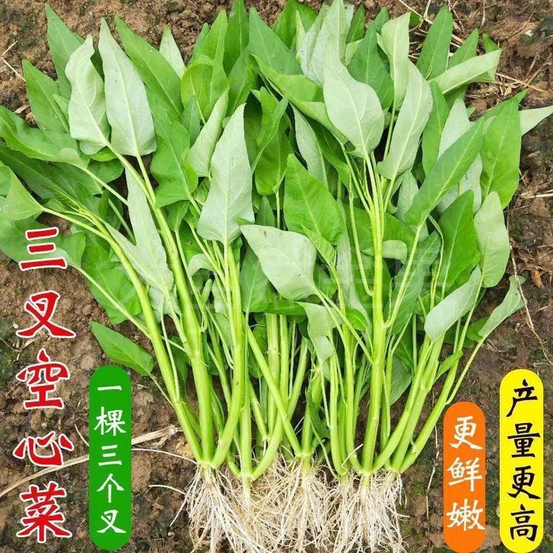 三叉空心菜籽通心菜种四季高产易种阳台盆栽大叶青菜种