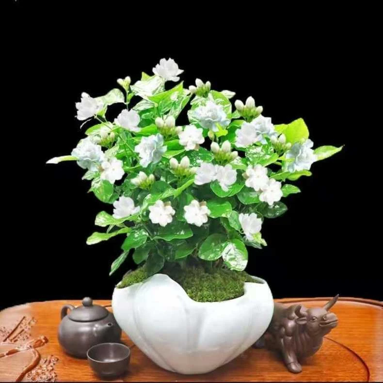 茉莉花种子花籽易活易种耐热观赏植物四季可播阳台盆栽室内花卉籽