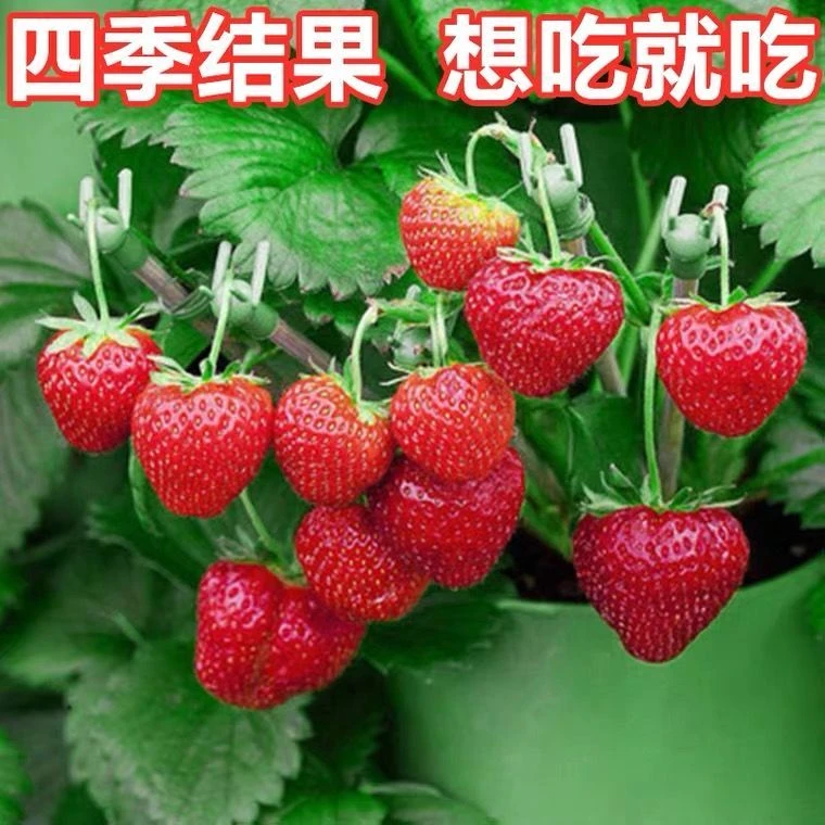 草莓种子四季播种草莓奶油草莓盆栽草莓种子盆栽庭院水果种子种籽