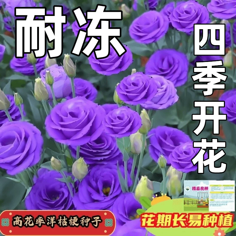 耐冻洋桔梗种子大花重瓣年年开花全国可种阳台地栽耐寒耐热懒人子
