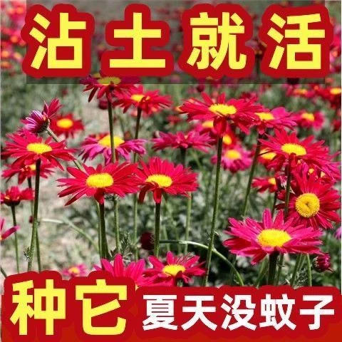 【驱蚊花种子】夏季除虫菊防虫菊种子防蚊虫花种子灭蚊子种子花卉