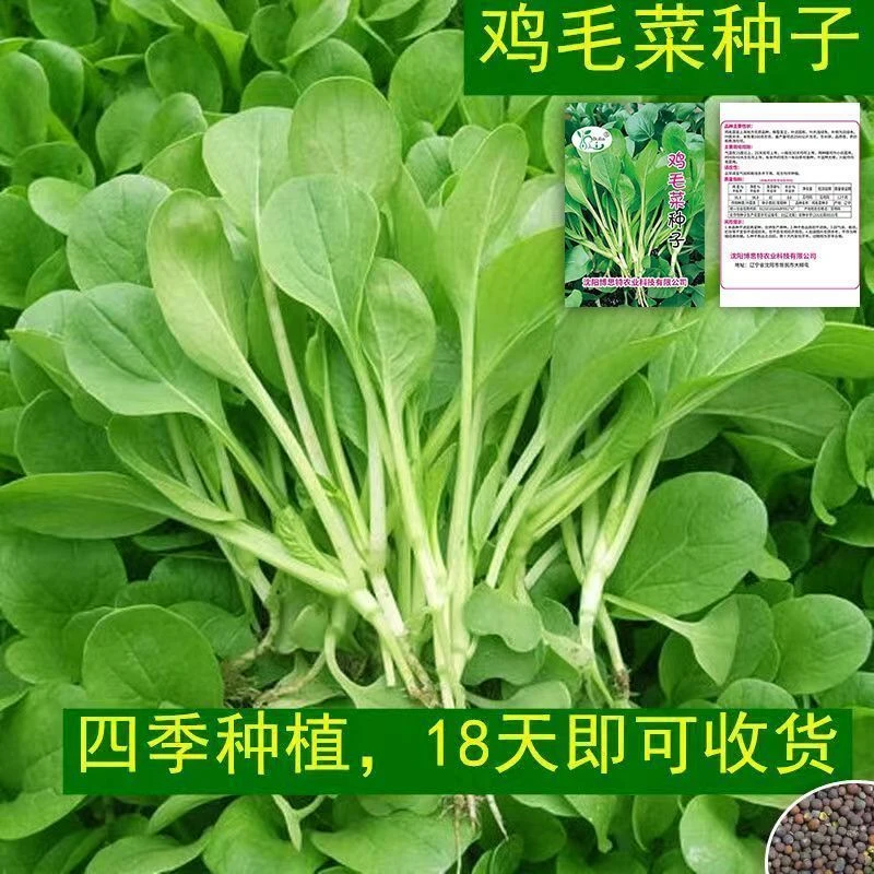 全新鸡毛菜种子 四季播种抗热耐寒蔬菜种子小白菜籽有机小青菜籽