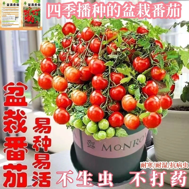 四季播种矮生盆栽番茄种子小番茄籽圣女果庭院阳台种植蔬菜西红柿