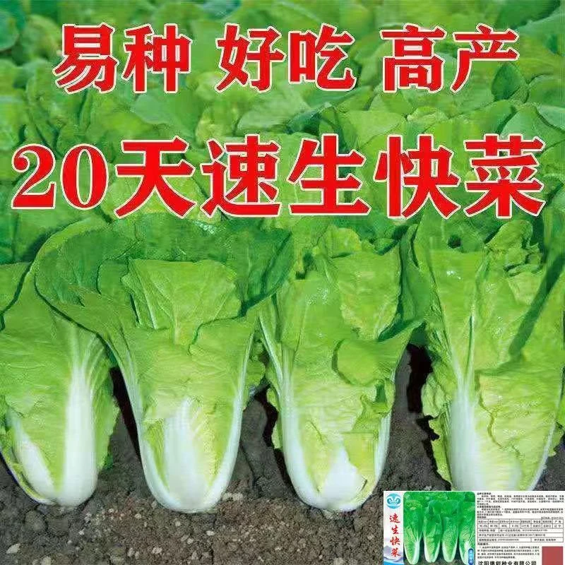 奶油快菜种子种籽四季小白菜蔬菜青菜菜籽孑籽种快菜籽菜种大全