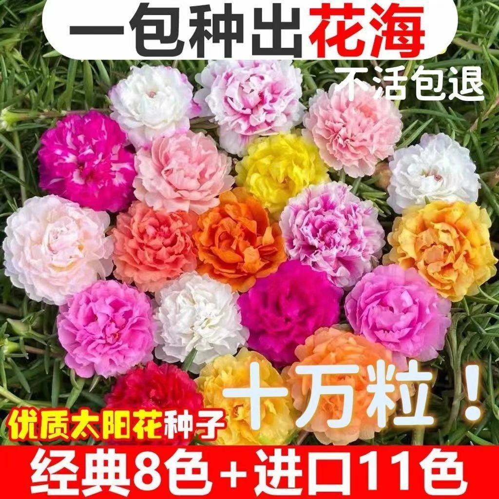 重瓣太阳花种子易活室外庭院花园网红冻不死花籽四季开花太阳花籽