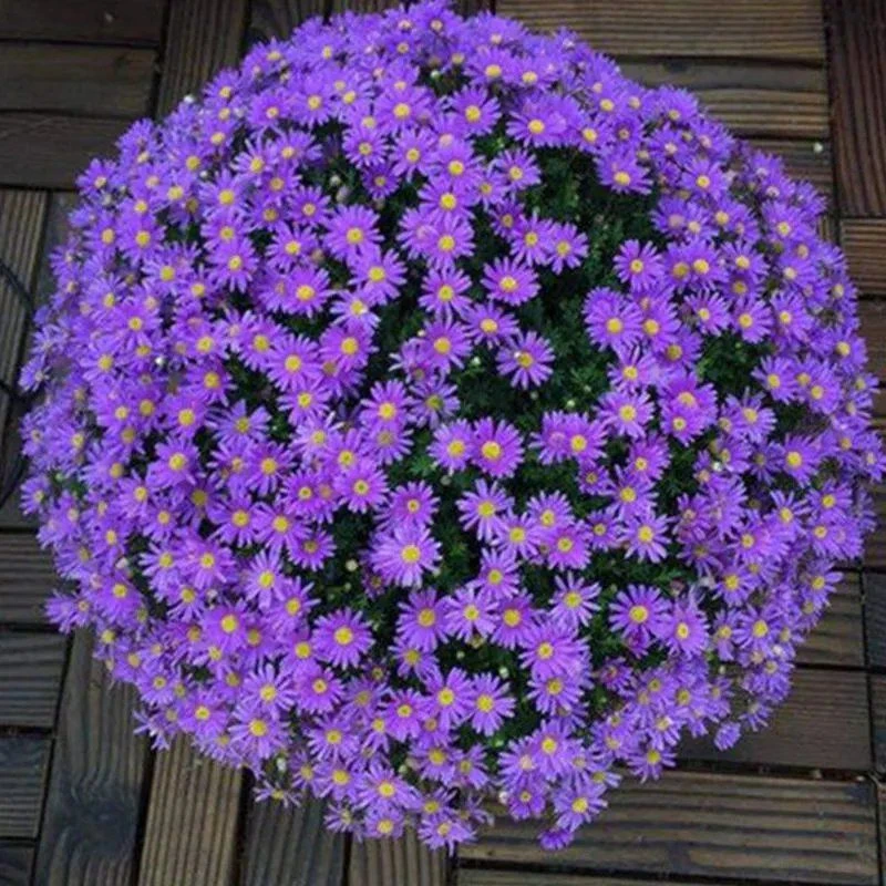 玛格丽特花种子糖果雏菊木春菊庭院盆栽花卉种籽阳台绿植四季易种