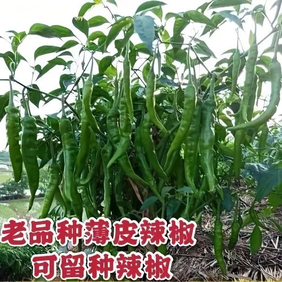 湖南本地辣椒种子高产早熟可留种香辣老品种农家蔬菜庭院盆栽种植