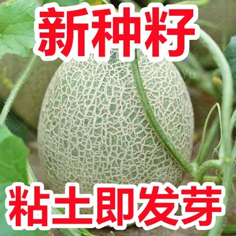奶香哈密瓜种籽香瓜甜瓜瓜种香甜四季春季冬季南方蔬菜水果种子孑