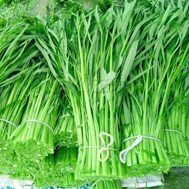 (100%好种子)柳叶空心菜种子四季播青菜种籽蔬菜种孑蕹菜阳台盆