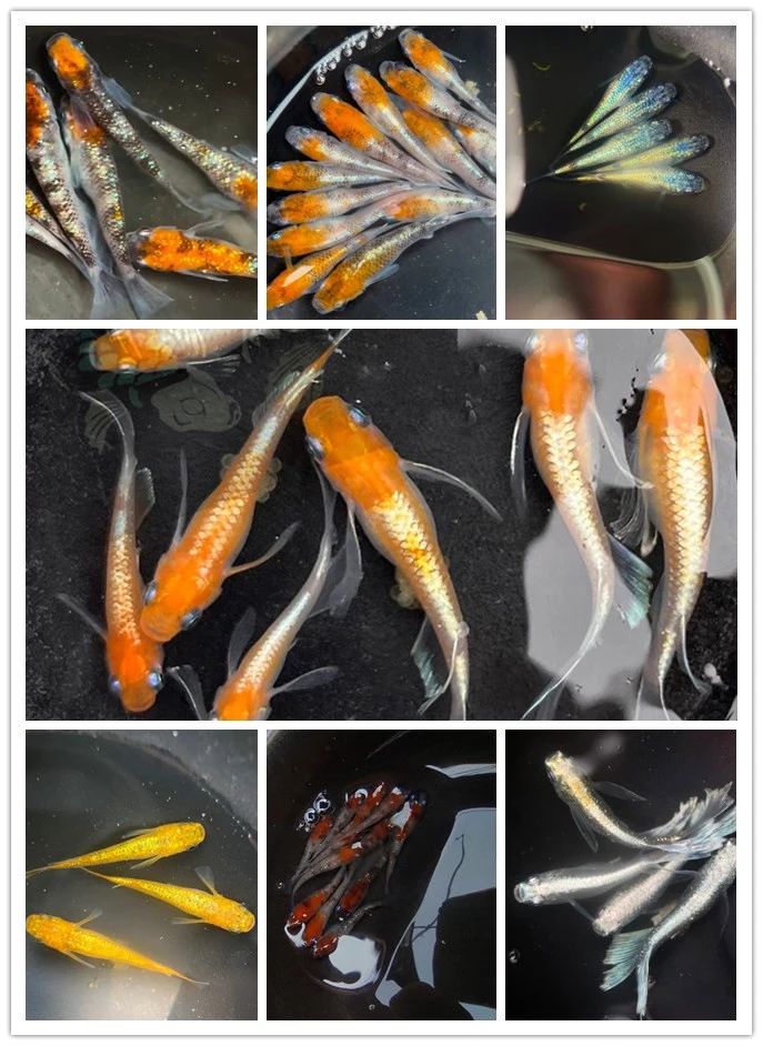 观背青鳉，冷水鱼