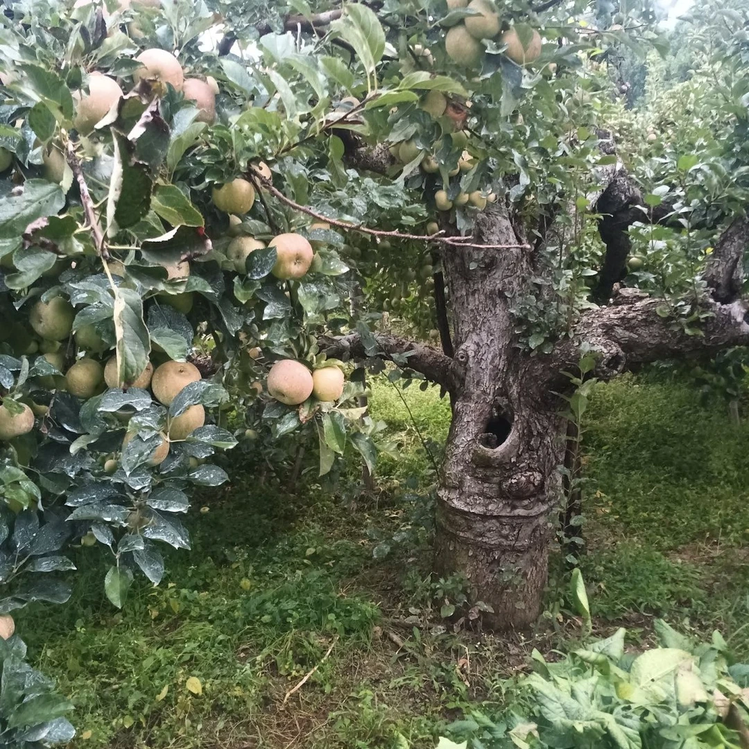 新鲜现货正宗老式酸甜五莲老树小国光苹果水果应季怀旧苹果老品种