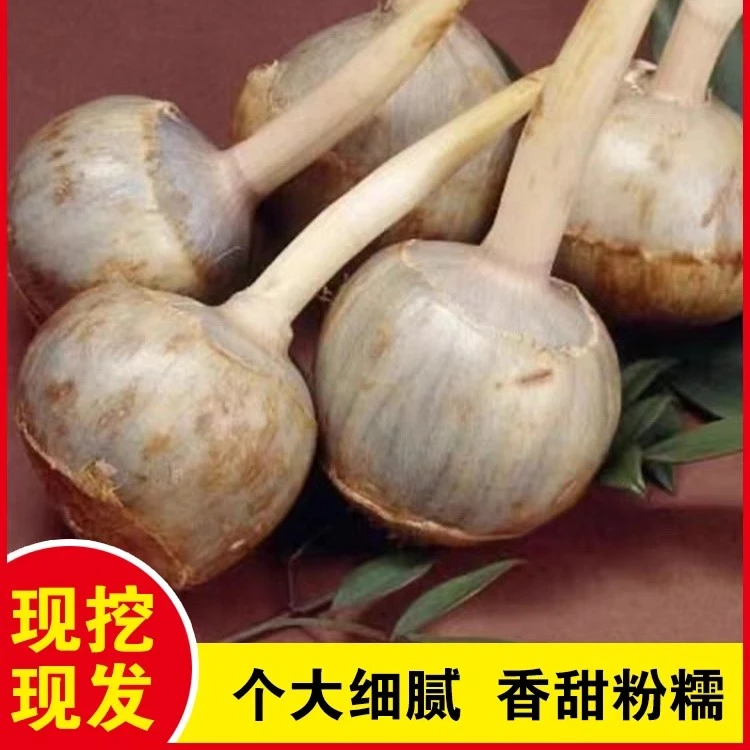 苏北茨菇新鲜时令蔬菜江苏白慈姑小茨菇现挖现发