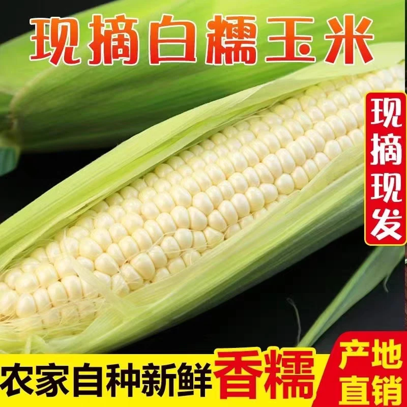 苏北新鲜现摘白糯玉米新鲜嫩黏玉米棒子粒5斤