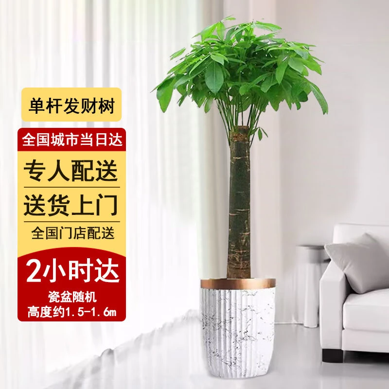 绿韵花田【两小时达】发财树客厅大盆栽旺宅绿植物大型落地盆景摆件绿植鲜花