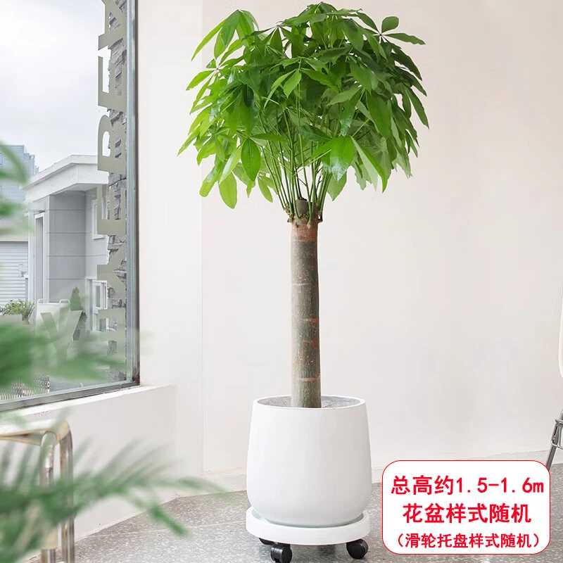 绿韵花田【两小时达】单杆发财树盆栽+滑轮托盆1盆室内大型绿植开业乔迁好养落地客厅植物鲜花小时达