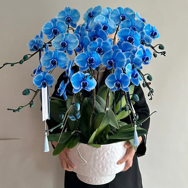 绿韵花田【两小时达】马卡龙蓝蝴蝶兰盆栽真花带花苞小众开业乔迁送礼