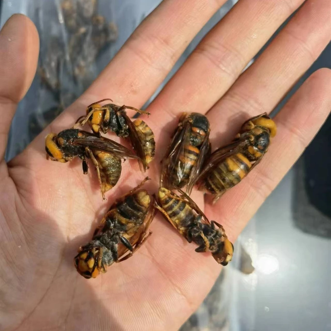 老蜂金环虎头蜂泡酒用成年虎头蜂土蜂金环虎头蜂