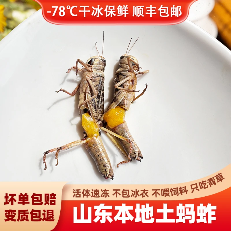 蝗虫蚂蚱蚱蜢蝗虫食用昆虫活体冷冻新鲜蚂炸美味蚂蚱
