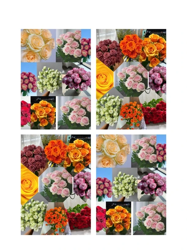 六颗切花品种，随机6个颜色原盆原土发货不支持备注品种不包活