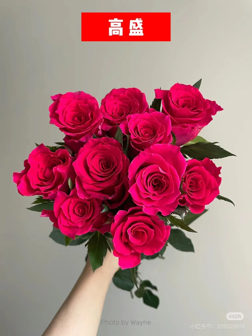 高盛   一颗玫瑰花小苗。盆栽