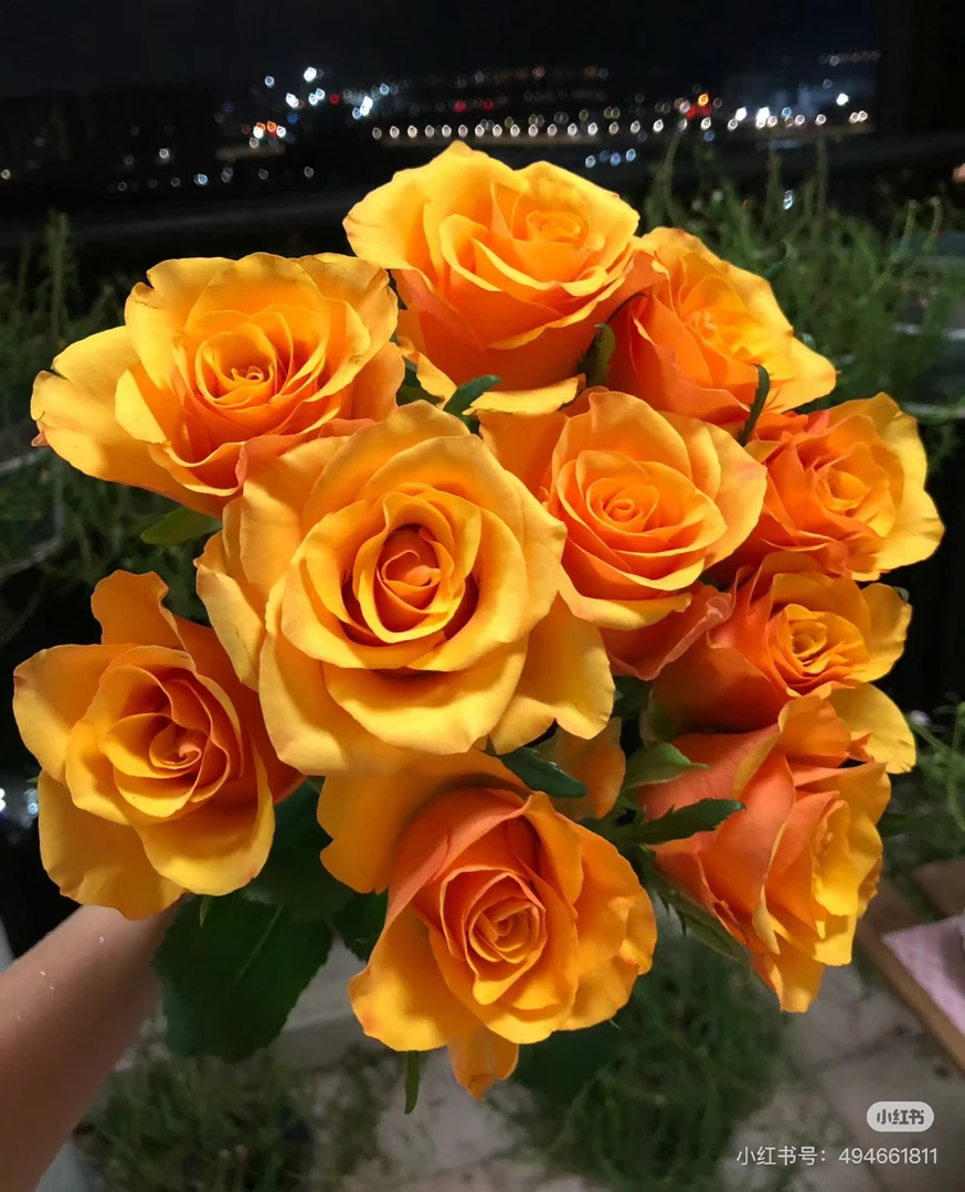 辉煌玫瑰苗满六减十二