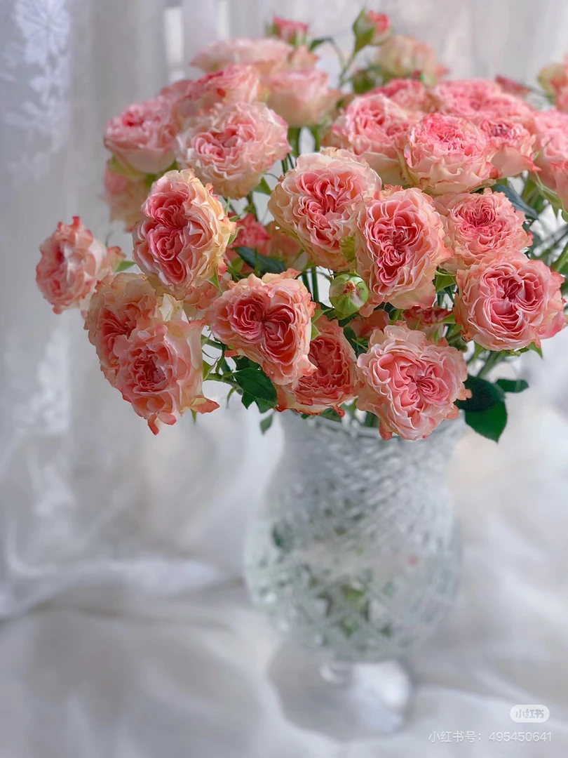 小仙女泡泡超新品   一颗玫瑰小苗。盆栽