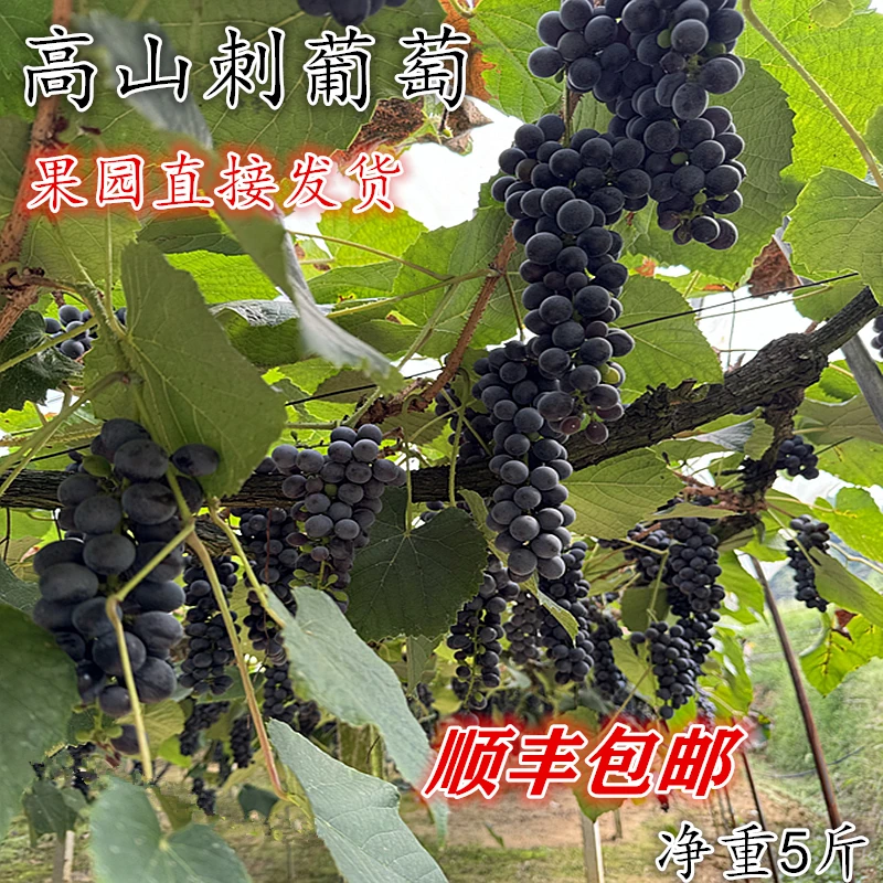 高山刺葡萄当季水果营养美味产地当季销量老大 果净重5斤顺丰包邮