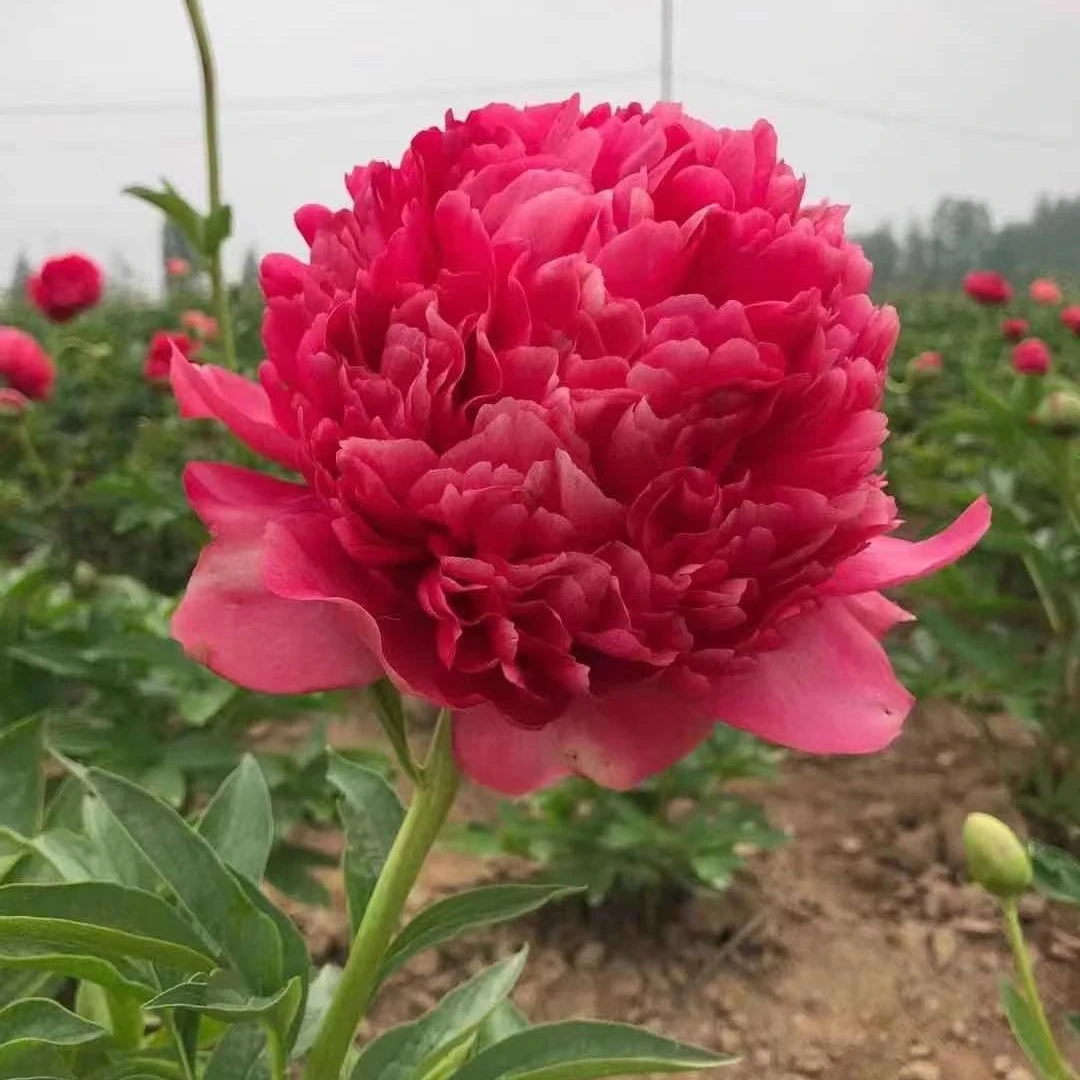 【御前表演】进口重瓣芍药花苗菏泽基地直发春季开花耐旱阳台庭院