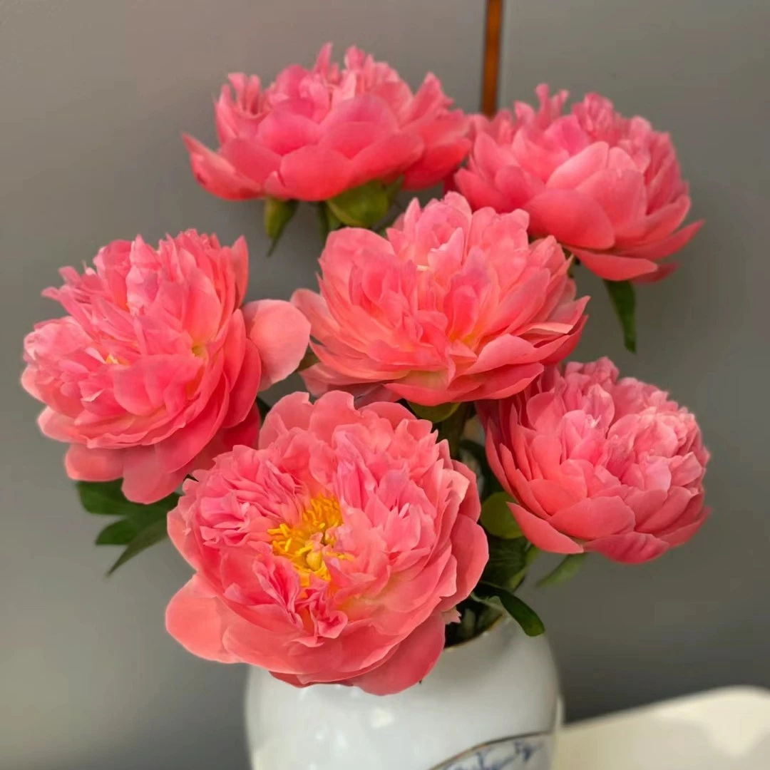 【落日珊瑚】进口重瓣芍药花苗菏泽基地直发春季开花耐旱阳台庭院