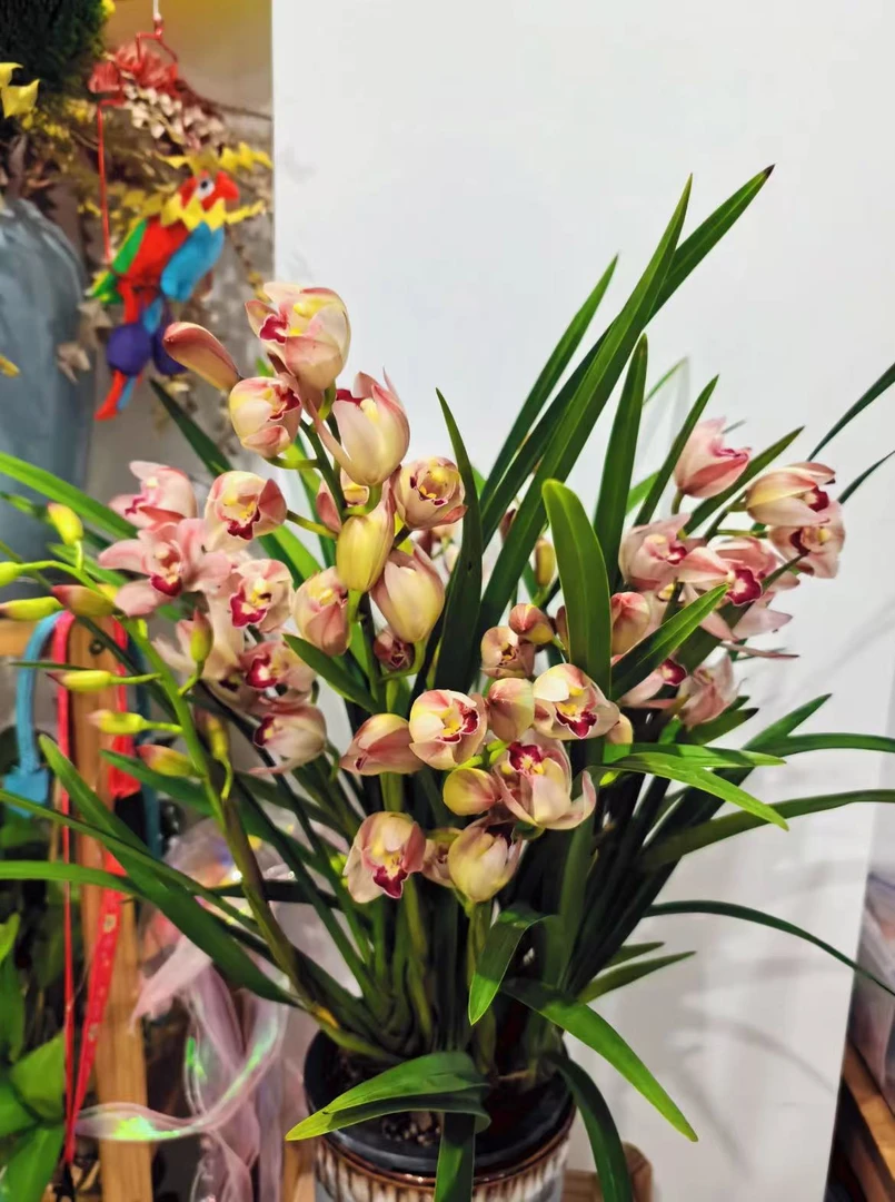 【东方仙子】桌摆款 大花蕙兰 年宵花 云南斗南发货