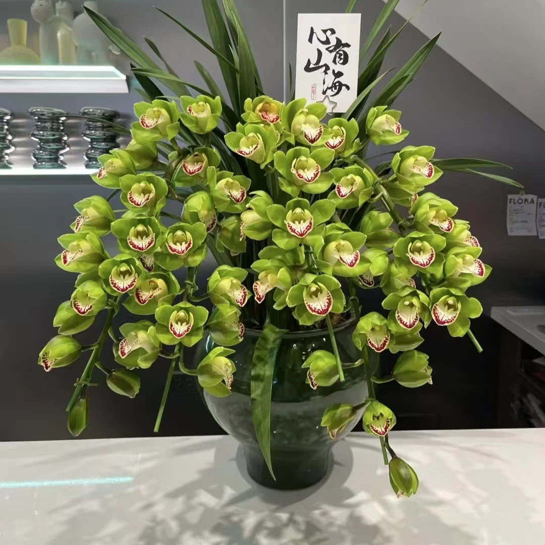 【往日回忆】桌摆款大花蕙兰 年宵花 云南斗南发货