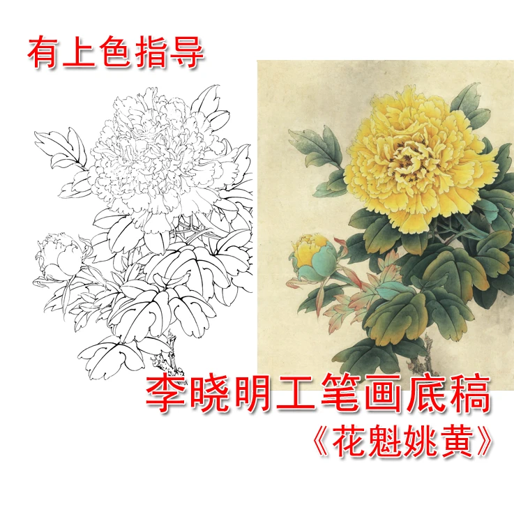 李晓明工笔花鸟白描底稿牡丹花魁姚黄图带步骤图文字说明底稿L227