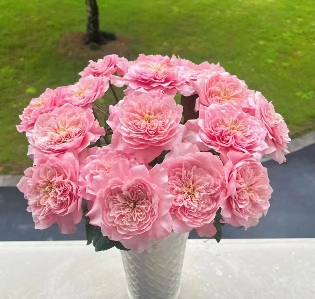 【小慧甄选 -美琴玫瑰--云南直发--新鲜优选鲜花