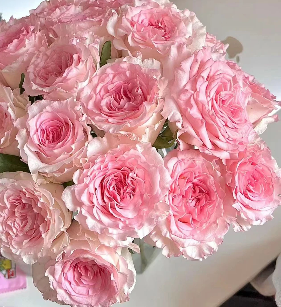 【小慧甄选】洛神玫瑰--云南直发--新鲜优选鲜花