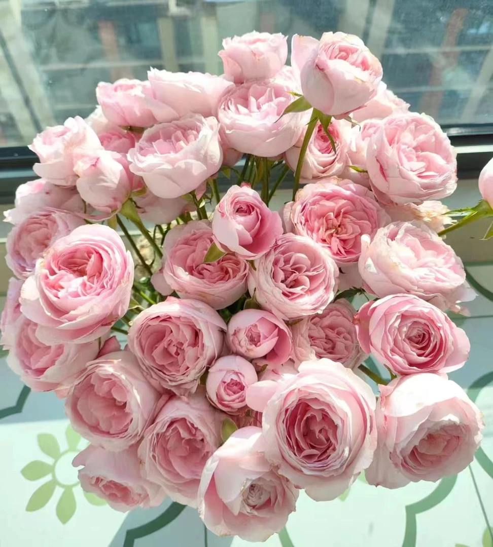 【小慧甄选】新娘梅拉玫瑰-云南基地直发-新鲜优选鲜花