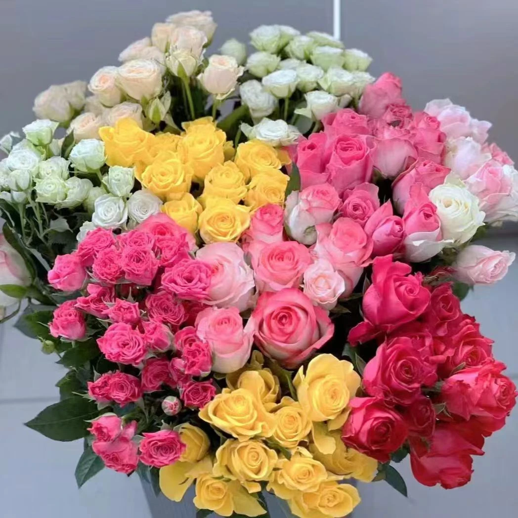 随机多头玫瑰2扎--云南鲜花