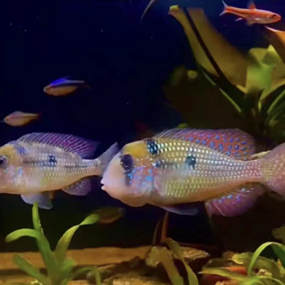 七彩鹅头鱼南美慈鲷