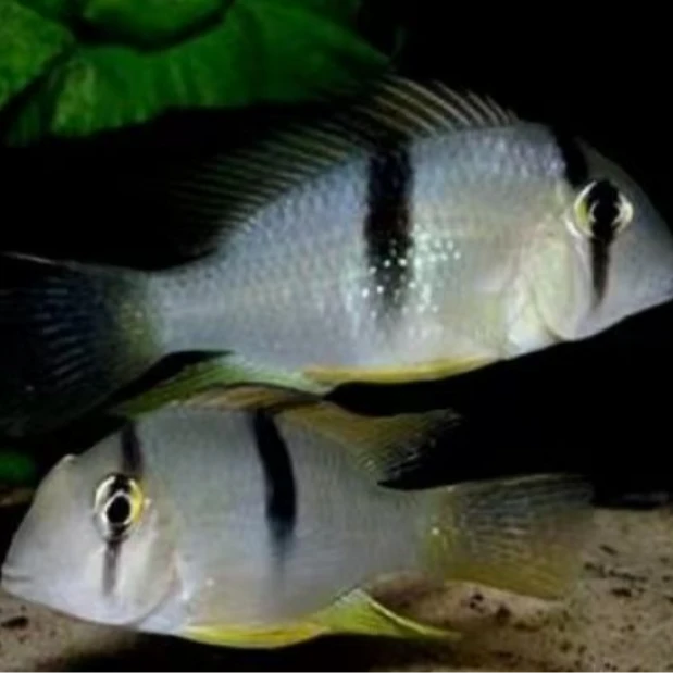 钻石藩王鱼1条5厘米(凑三单发货）