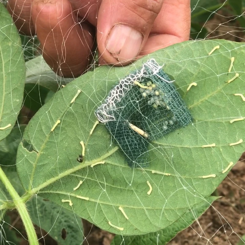 豆丹挂卵袋，挂卵包，豆丹网条