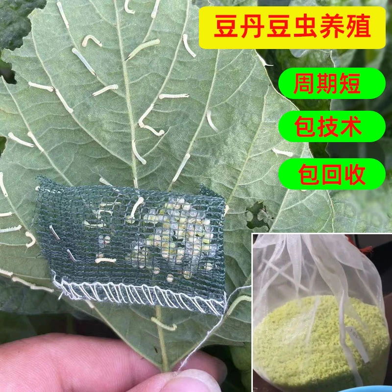 豆丹养殖猪儿虫饲养豆虫养殖包技术包回收豆青虫养殖虫卵大青虫