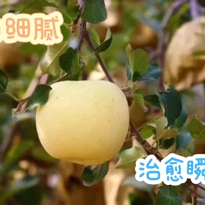 烟台栖霞奶油富士苹果