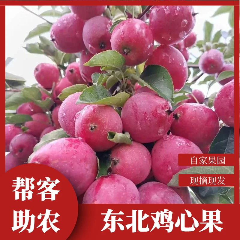 [帮客助农]优质黄心鸡心果